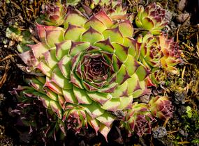 Netřesk 'Noar' - Sempervivum 'Noar'
