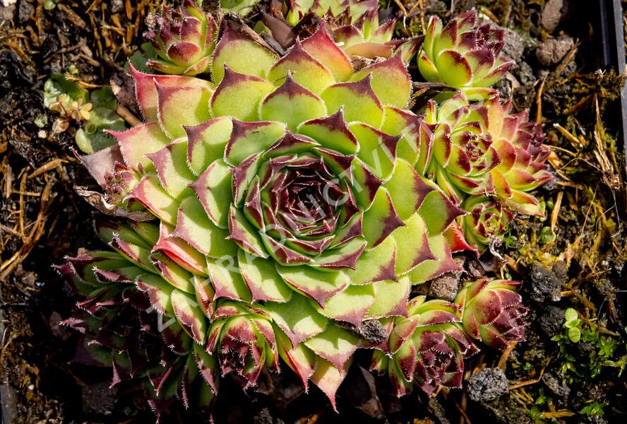 Netřesk 'Noar' - Sempervivum 'Noar'