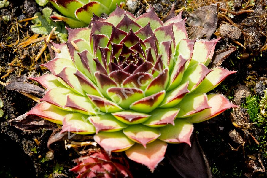 Netřesk 'Noar' - Sempervivum 'Noar'
