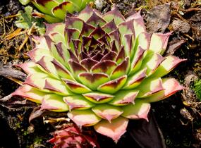 Netřesk 'Noar' - Sempervivum 'Noar'