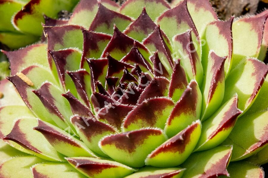 Netřesk 'Noar' - Sempervivum 'Noar'