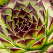 Netřesk 'Noar' - Sempervivum 'Noar'