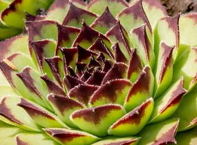 Netřesk 'Noar' - Sempervivum 'Noar'