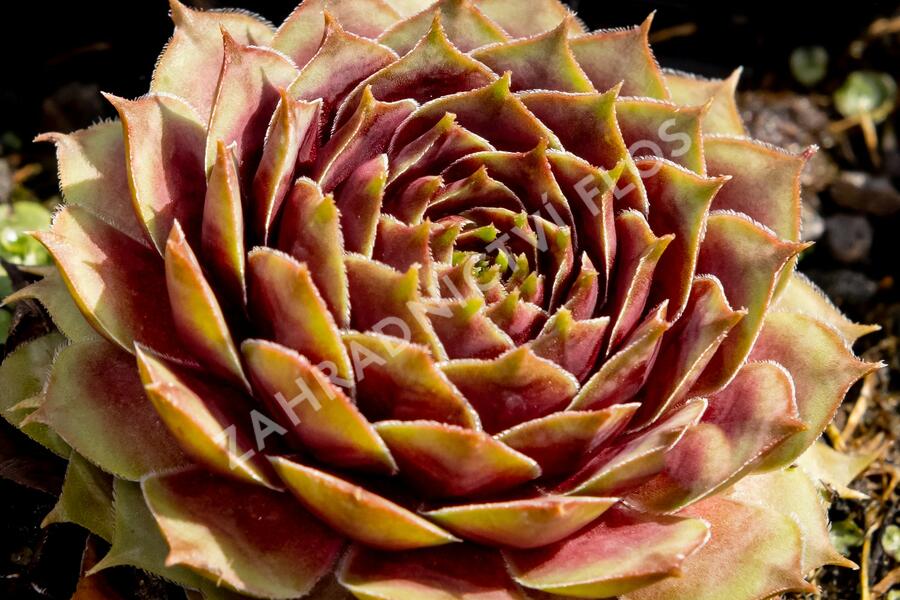 Netřesk 'Ockerwurz' - Sempervivum 'Ockerwurz'