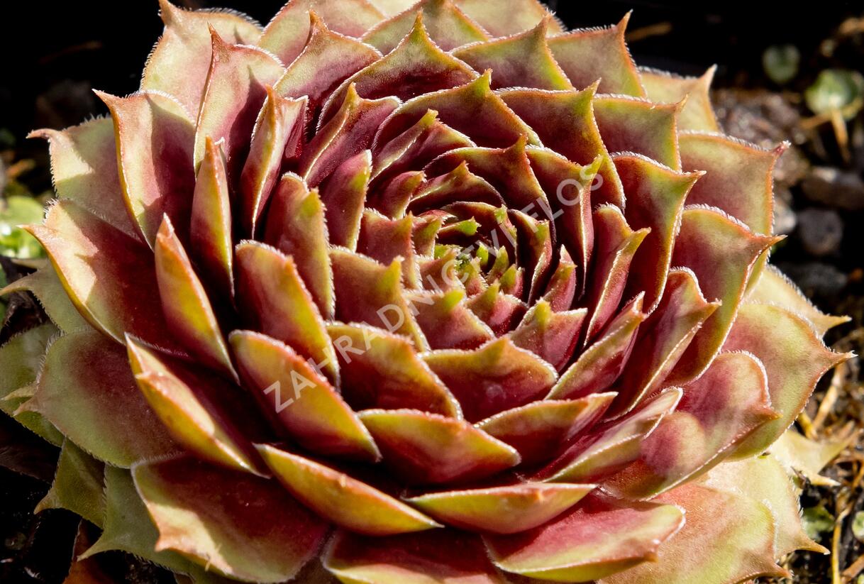 Netřesk 'Ockerwurz' - Sempervivum 'Ockerwurz'