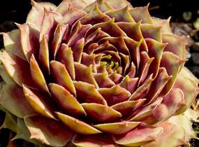 Netřesk 'Ockerwurz' - Sempervivum 'Ockerwurz'