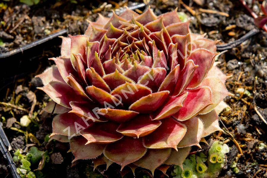 Netřesk 'Ockerwurz' - Sempervivum 'Ockerwurz'