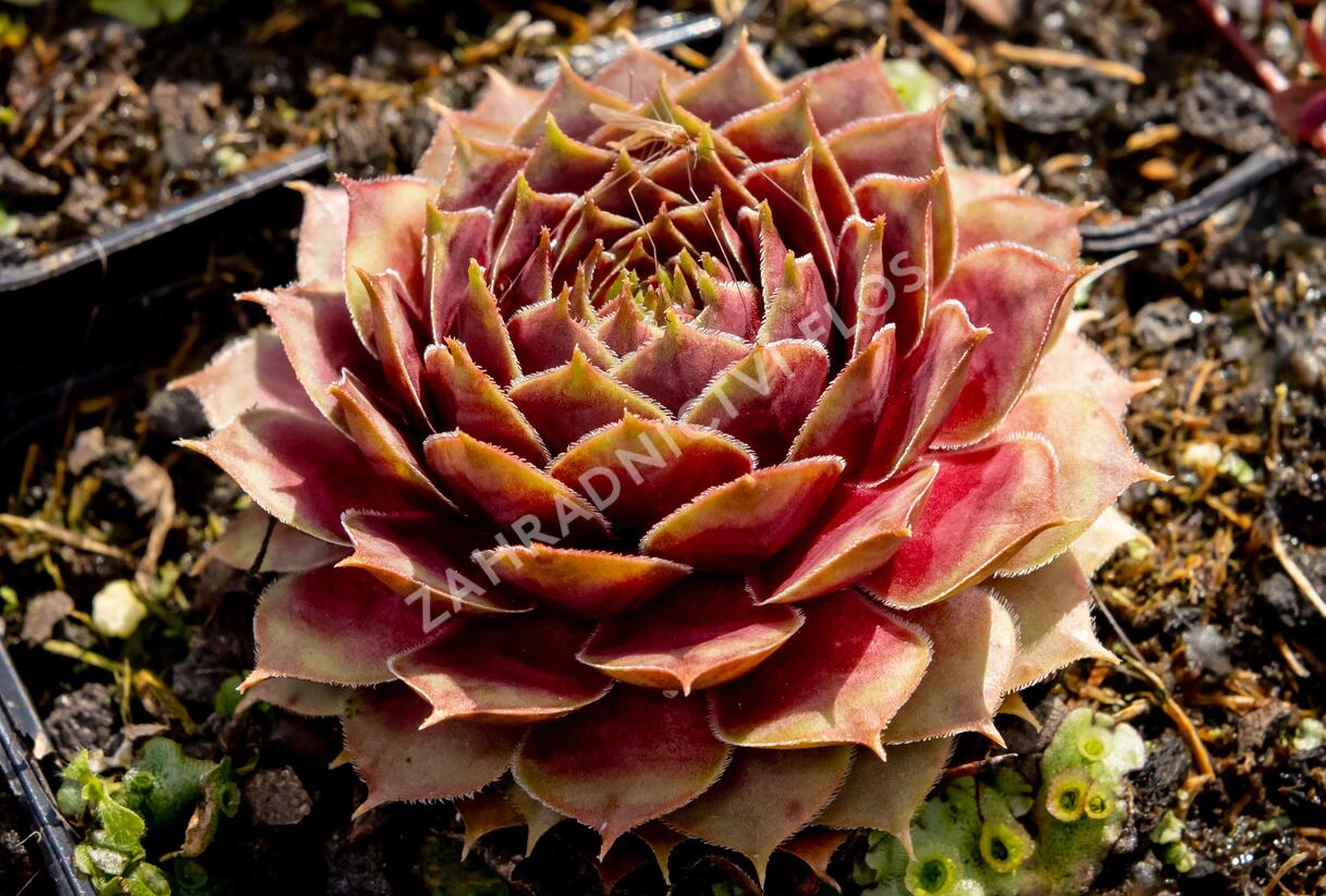 Netřesk 'Ockerwurz' - Sempervivum 'Ockerwurz'