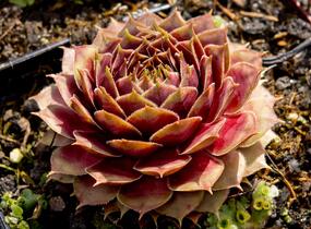 Netřesk 'Ockerwurz' - Sempervivum 'Ockerwurz'