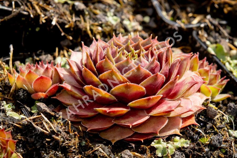 Netřesk 'Ockerwurz' - Sempervivum 'Ockerwurz'