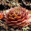 Netřesk 'Ockerwurz' - Sempervivum 'Ockerwurz'