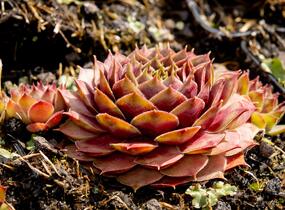 Netřesk 'Ockerwurz' - Sempervivum 'Ockerwurz'