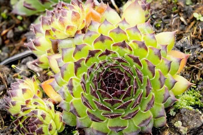 Netřesk 'Black Top' - Sempervivum 'Black Top'