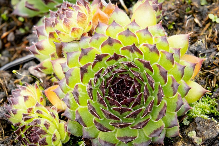 Netřesk 'Black Top' - Sempervivum 'Black Top'