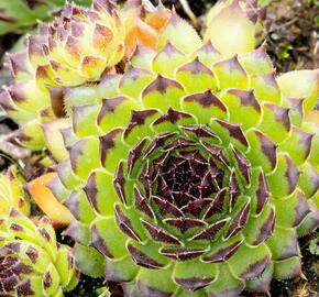 Netřesk 'Black Top' - Sempervivum 'Black Top'