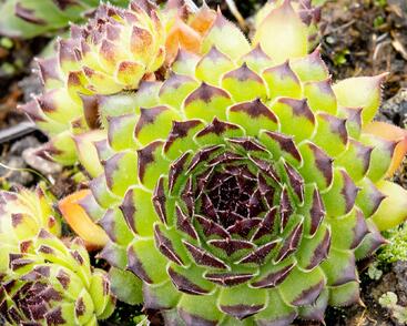 Netřesk 'Black Top'