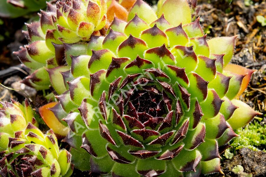 Netřesk 'Black Top' - Sempervivum 'Black Top'