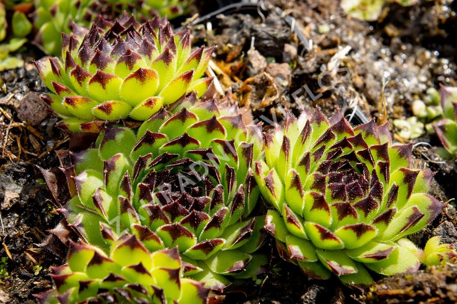 Netřesk 'Black Top' - Sempervivum 'Black Top'