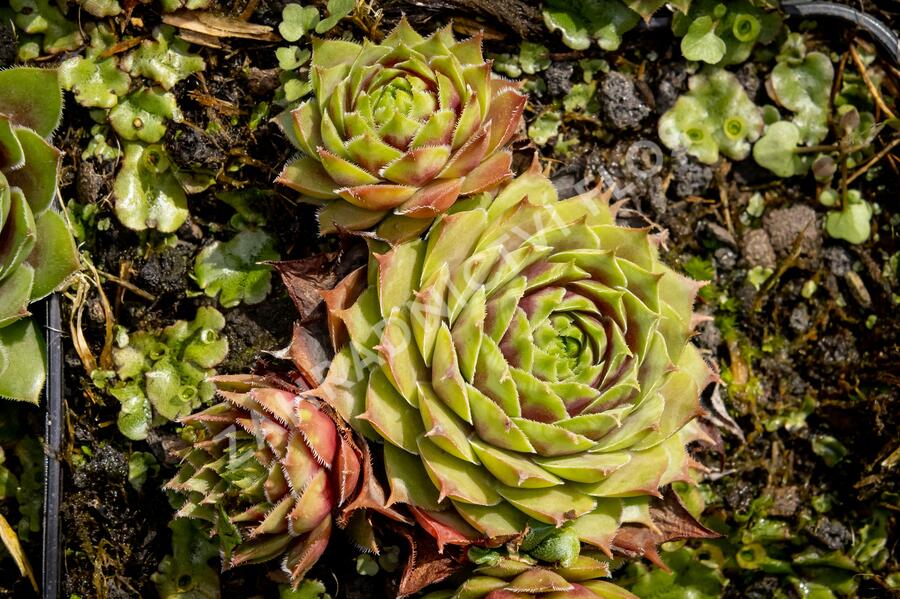 Netřesk 'Commander Hay' - Sempervivum 'Commander Hay'