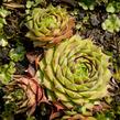 Netřesk 'Commander Hay' - Sempervivum 'Commander Hay'