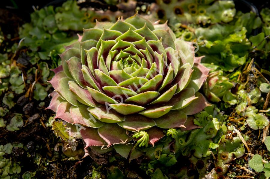 Netřesk 'Commander Hay' - Sempervivum 'Commander Hay'