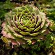 Netřesk 'Commander Hay' - Sempervivum 'Commander Hay'