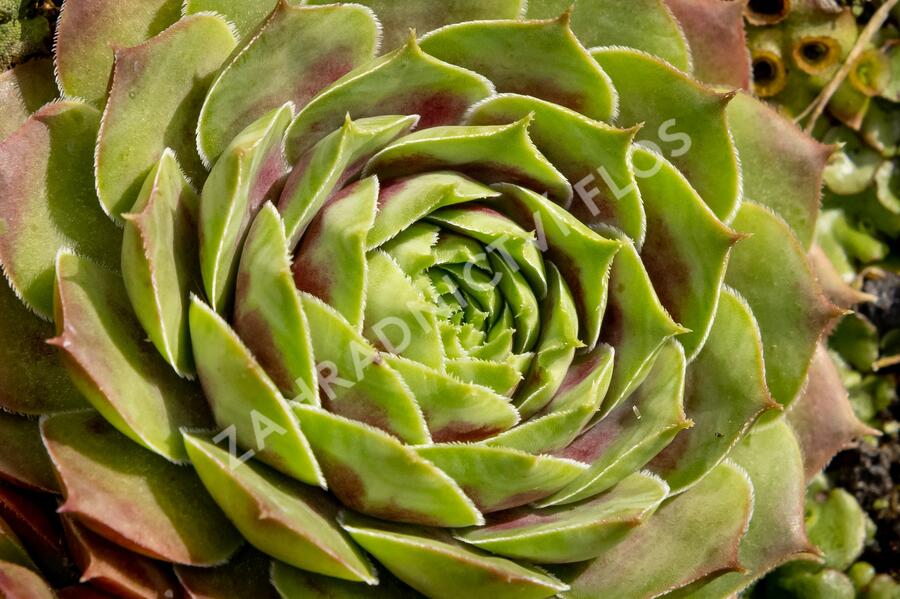 Netřesk 'Commander Hay' - Sempervivum 'Commander Hay'