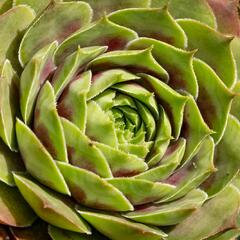 Netřesk 'Commander Hay' - Sempervivum 'Commander Hay'