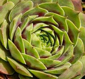 Netřesk 'Commander Hay' - Sempervivum 'Commander Hay'