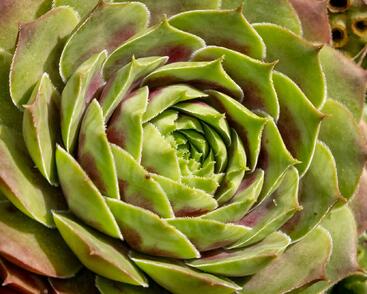 Netřesk 'Commander Hay'