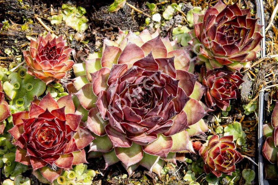 Netřesk 'Dark Beauty' - Sempervivum 'Dark Beauty'