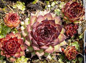 Netřesk 'Dark Beauty' - Sempervivum 'Dark Beauty'