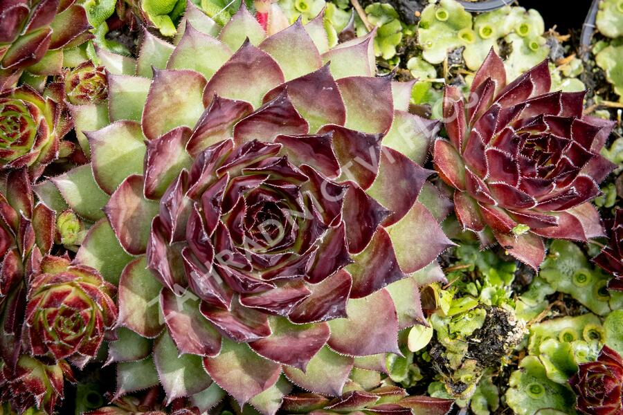 Netřesk 'Dark Beauty' - Sempervivum 'Dark Beauty'