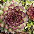 Netřesk 'Dark Beauty' - Sempervivum 'Dark Beauty'