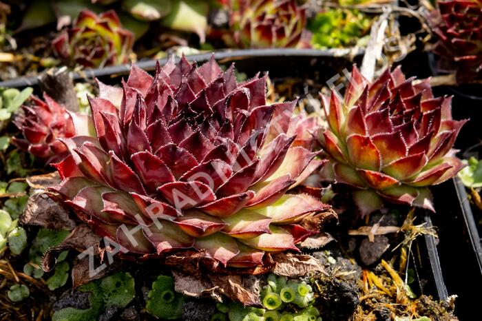 Netřesk 'Dark Beauty' - Sempervivum 'Dark Beauty'