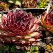 Netřesk 'Dark Beauty' - Sempervivum 'Dark Beauty'