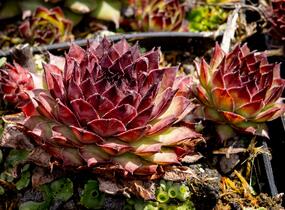 Netřesk 'Dark Beauty' - Sempervivum 'Dark Beauty'