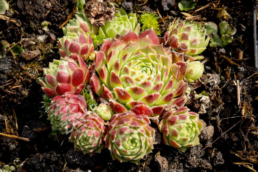 Netřesk 'Edward Balls' - Sempervivum 'Edward Balls'