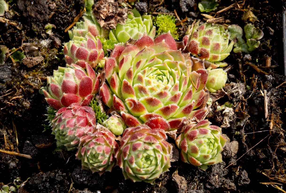 Netřesk 'Edward Balls' - Sempervivum 'Edward Balls'