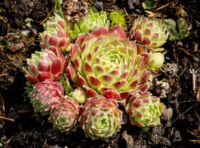 Netřesk 'Edward Balls' - Sempervivum 'Edward Balls'