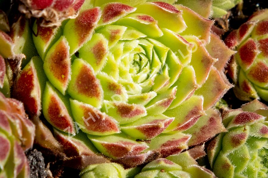 Netřesk 'Edward Balls' - Sempervivum 'Edward Balls'