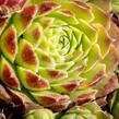 Netřesk 'Edward Balls' - Sempervivum 'Edward Balls'