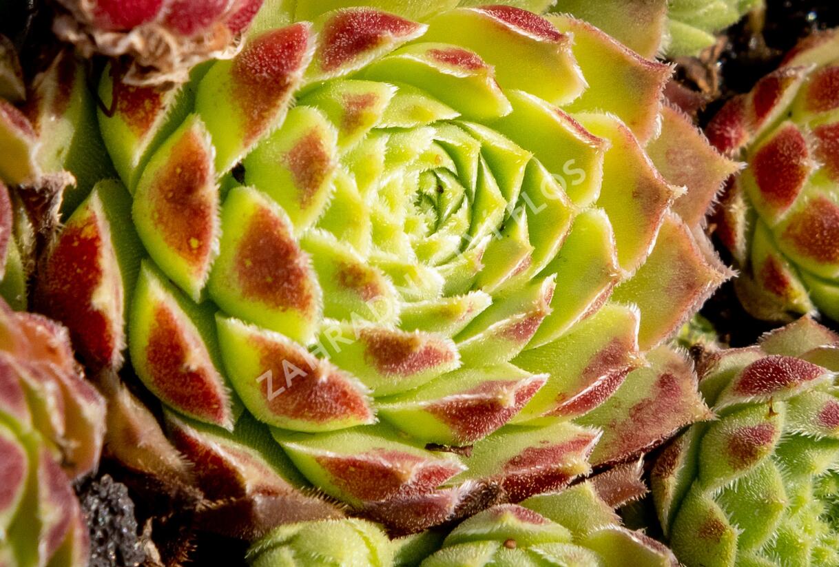 Netřesk 'Edward Balls' - Sempervivum 'Edward Balls'