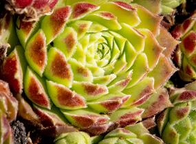 Netřesk 'Edward Balls' - Sempervivum 'Edward Balls'