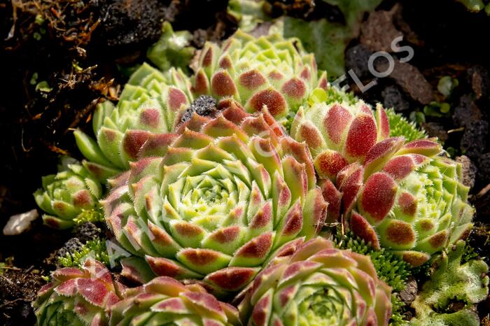 Netřesk 'Edward Balls' - Sempervivum 'Edward Balls'
