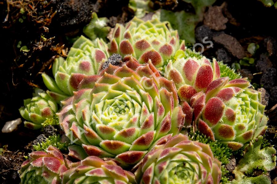 Netřesk 'Edward Balls' - Sempervivum 'Edward Balls'