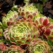 Netřesk 'Edward Balls' - Sempervivum 'Edward Balls'