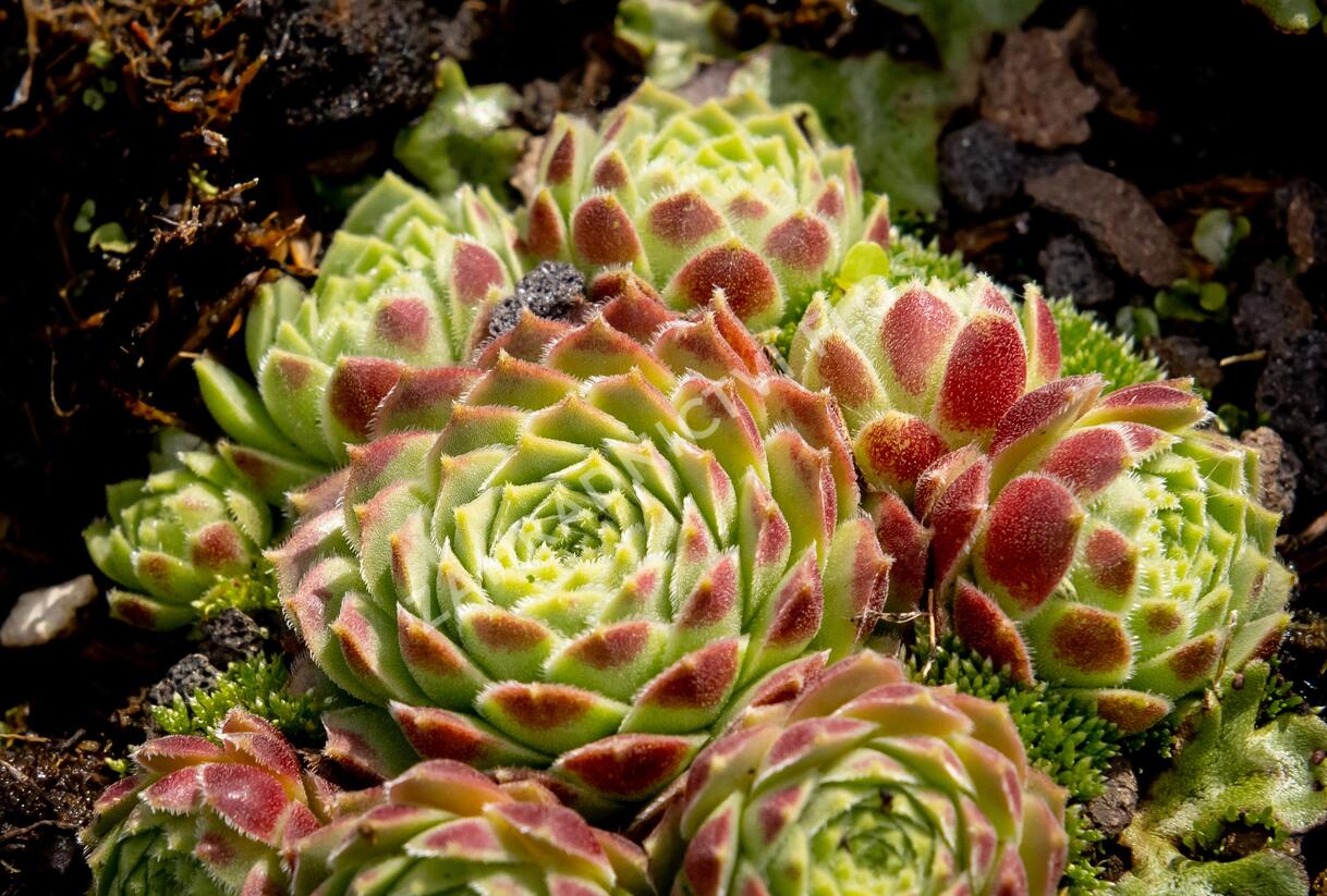 Netřesk 'Edward Balls' - Sempervivum 'Edward Balls'