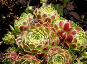 Netřesk 'Edward Balls' - Sempervivum 'Edward Balls'