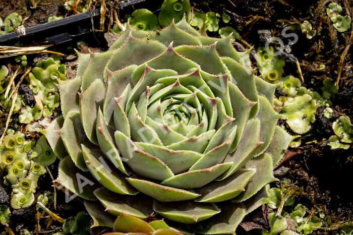 Netřesk 'Feldmaier' - Sempervivum 'Feldmaier'